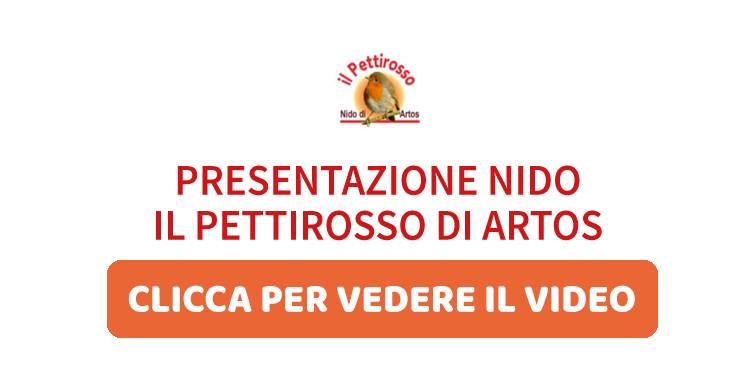 Vedeo del Nido il pettirosso di Artos